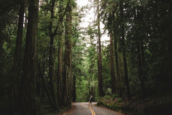 A person walking along a road in the middle of a dense forest with tall trees and greenery surrounding the pathway.