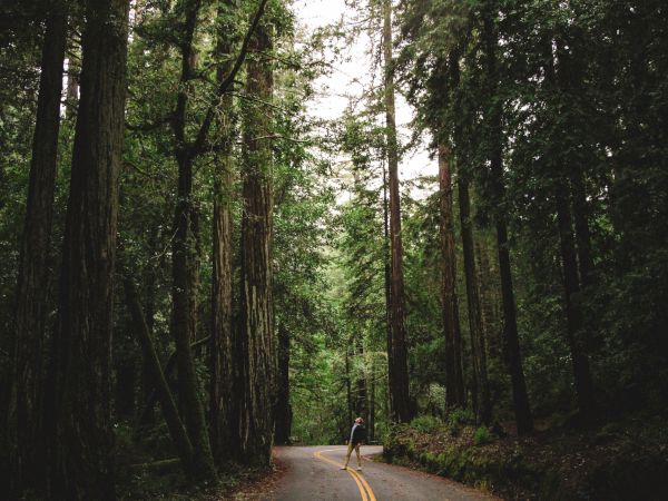 A person walking along a road in the middle of a dense forest with tall trees and greenery surrounding the pathway.