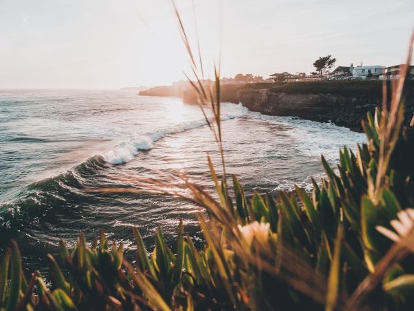 A scenic coastal view with waves crashing against cliffs, seen through tall grass and plants, under a warm sunset sky.