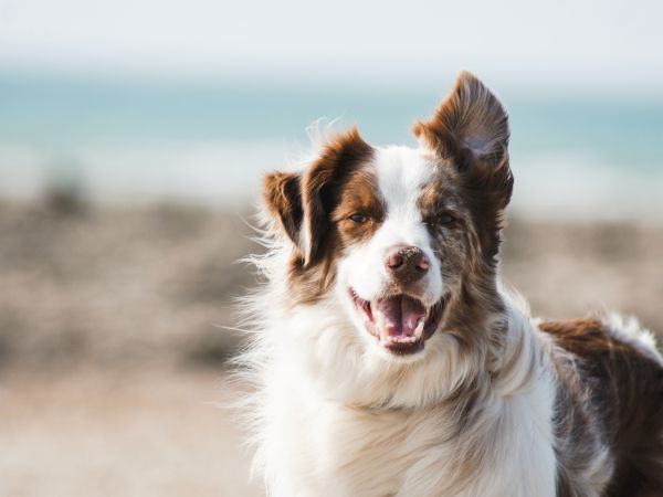 A happy dog with white and brown fur stands on a beach, with the ocean blurred in the background.