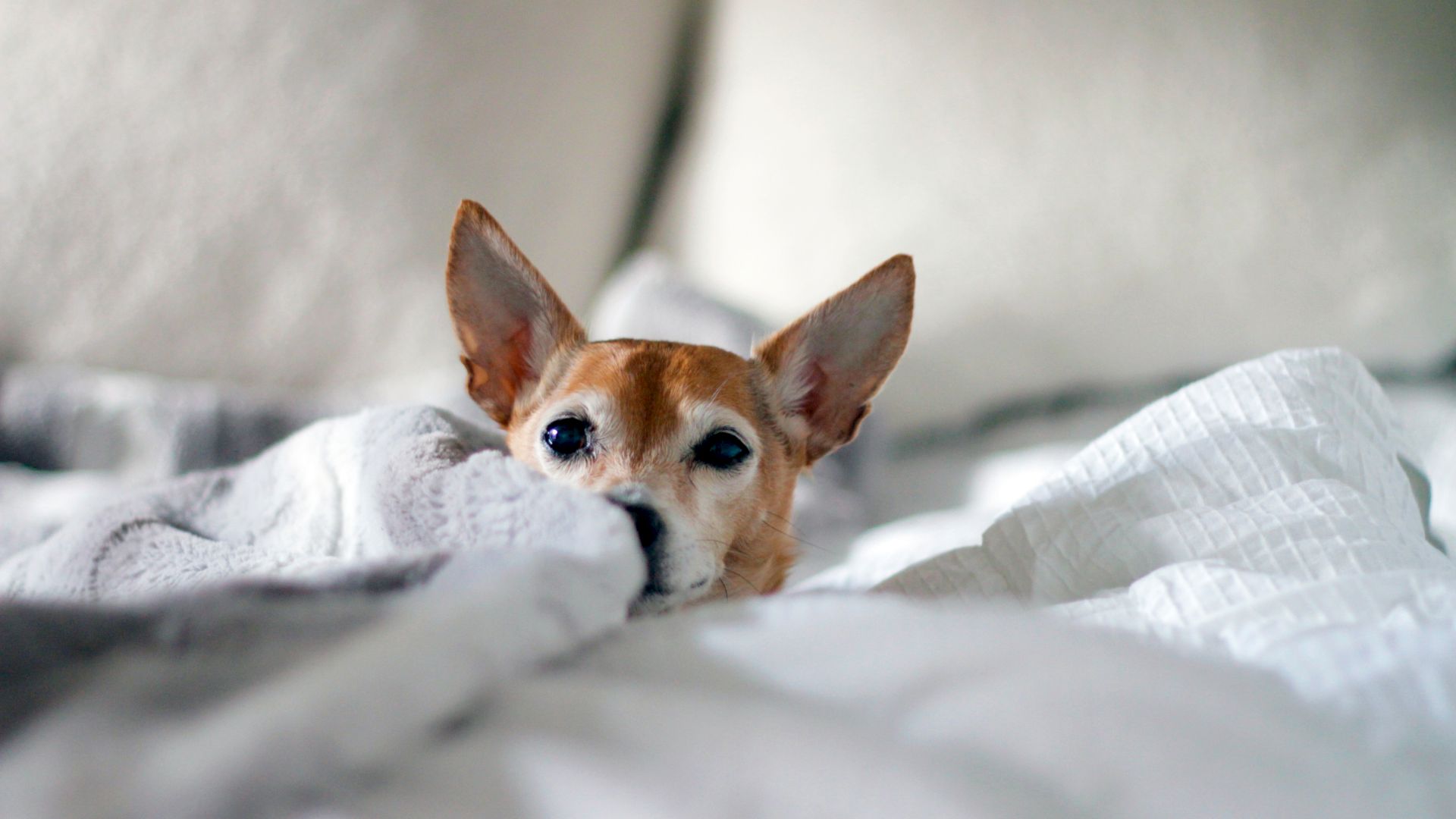 A small dog with large ears is peeking out from under blankets on a bed, looking cozy and comfortable.